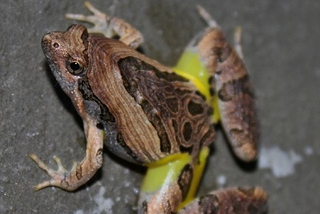 Illustration for article titled Check Out This Gorgeous Frog and Learn a New Word
